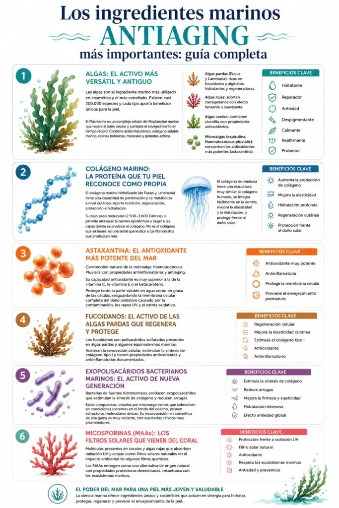 Infografía de ingredientes marinos antiaging utilizados en cosmética avanzada