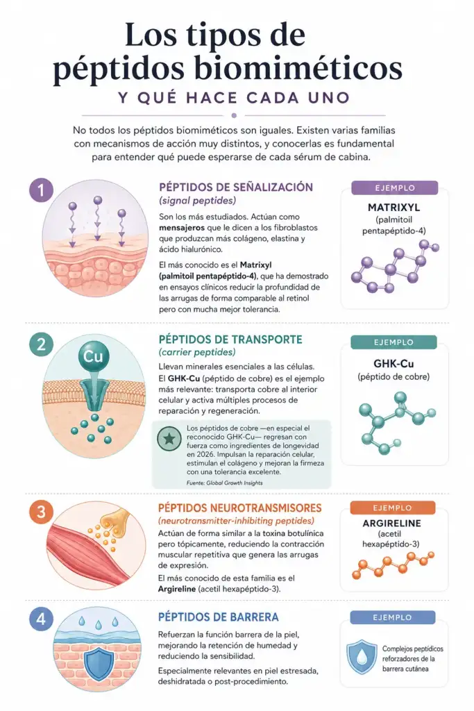 Tipos de péptidos biomiméticos y funciones en estética avanzada Infografía sobre los diferentes tipos de péptidos biomiméticos utilizados en cosmética profesional y sus funciones en la piel.