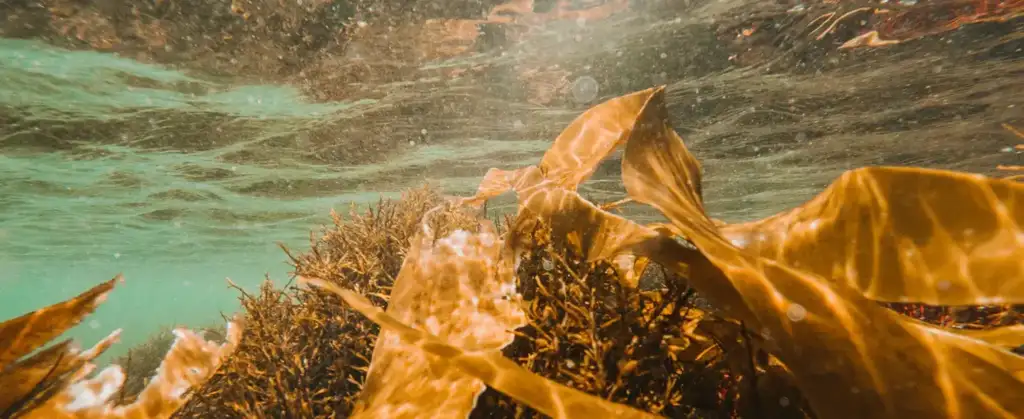 Algas marinas bajo el agua iluminadas por la luz solar, utilizadas como fuente de ingredientes naturales para cosmética y cuidado de la piel.
