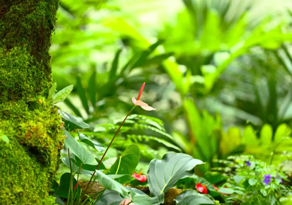 Vegetación tropical con hojas verdes, tronco cubierto de musgo y flores en un bosque húmedo iluminado por luz natural.