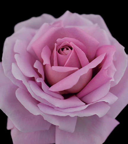 Rosa fotografiada en el material de Synactif